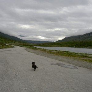 Liten Kajsa På Fjället....