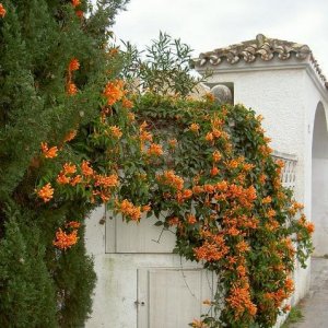 Övervintring 1, Spanien