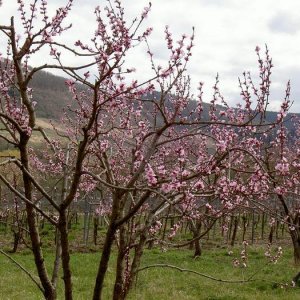 Övervintring 1, Spanien