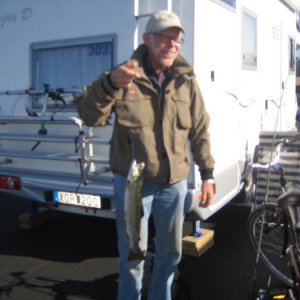 Ringhalsträffen 2008