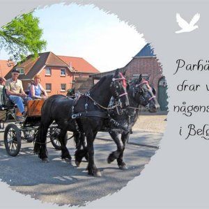 073 Parhastar Drar Vagn