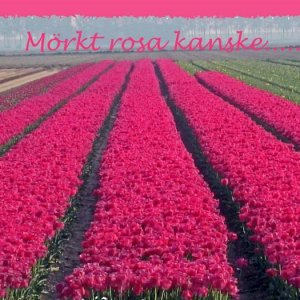 077 Tulpaner, morkt rosa kanske
