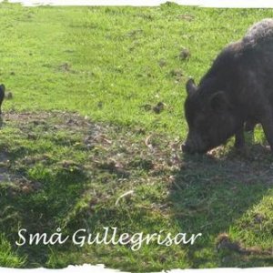092 Gullegrisar