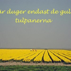 076 Endast Gula Tulpaner