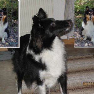 Kira med sin föregångare Shenty. Båda Shettland sheepdog