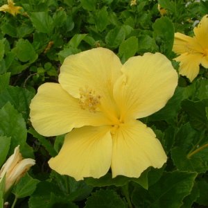 Hawai 118