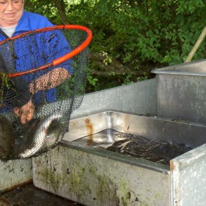 Midsommarträff Hörröd 2008