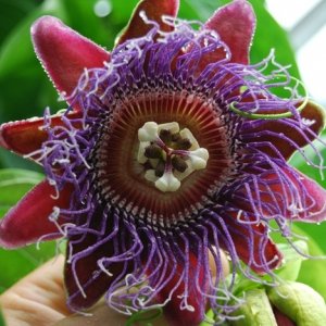 Passionsblomma