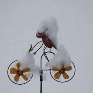 Syrsan Har Det Svårt I Snön