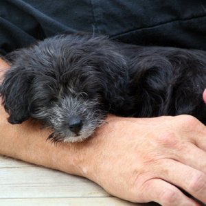 022 - Ny Campingvovve, Ceasar. 8 Veckor