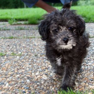 021 - Ny Campingvovve, Ceasar. 8 Veckor