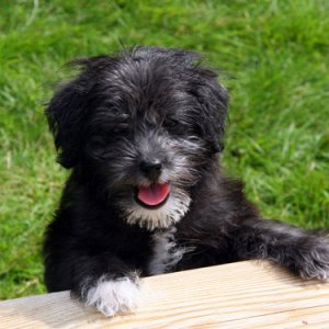 020 - Ny Campingvovve, Ceasar. 8 Veckor