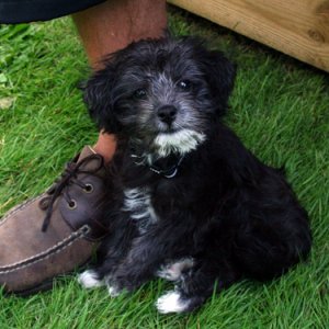 019 - Ny Campingvovve, Ceasar. 8 Veckor