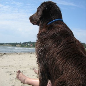 Arko Spanar Ut över Tylösand