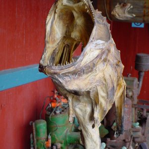 Museum I Å Lofoten