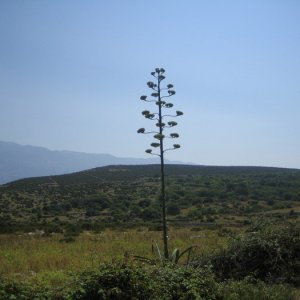Kroatien 2008