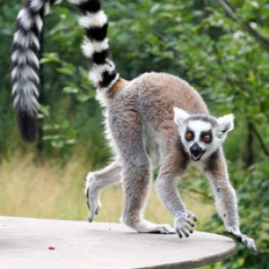 Knuthenborgs Safaripark