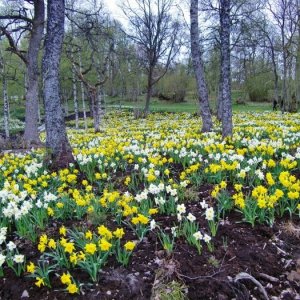 Massor Av Påskliljor