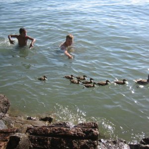 Semester 2008