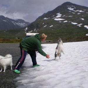 Norgesemester 2008