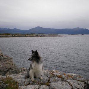 Norgesemester 2008