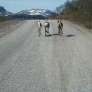 Vårresa Till Ritsem