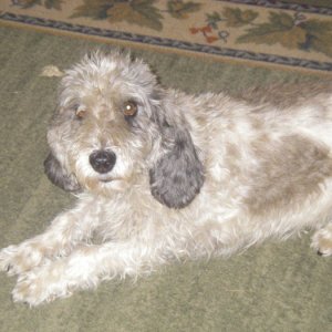 Amira