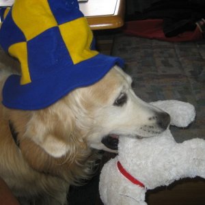Trött Hund