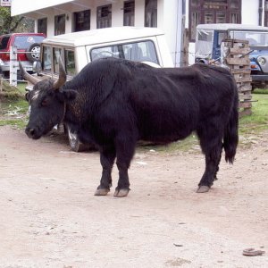 Blandat