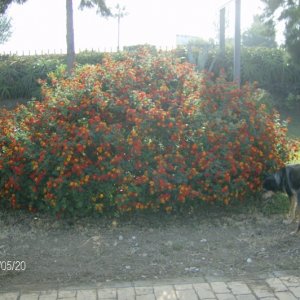 Vatten Parken  005