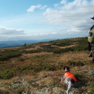 Rypejakt I Fåvang I Gudbransdalen 2008