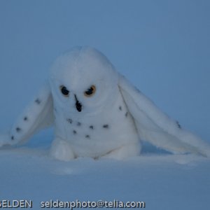 Åke