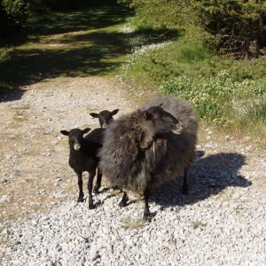 Fårö Gotland 08