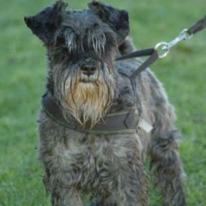 Hundar