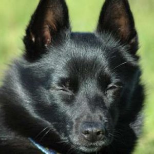 Hundar