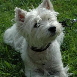 Hundar