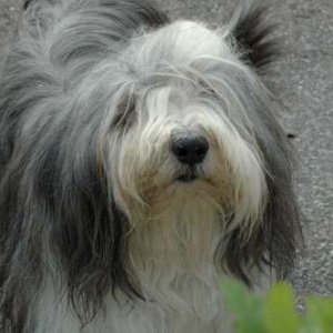 Hundar