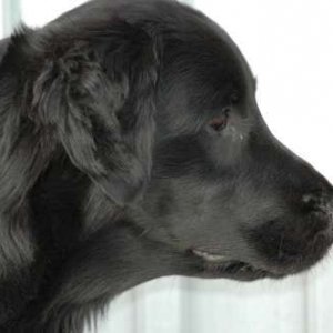Hund