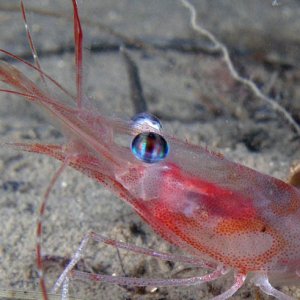 Uv-bilder Från Sverige