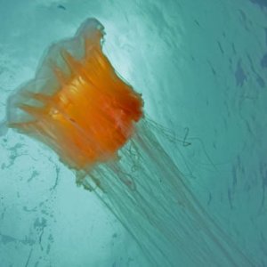 Uv-bilder Från Sverige