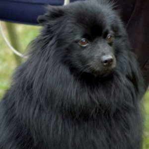 036 Hundar