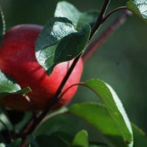 120 Äppelträffen Kivik