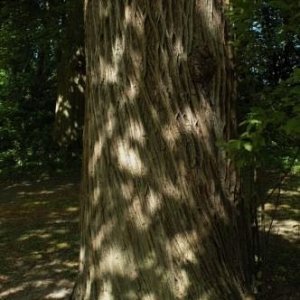 205 Mön
