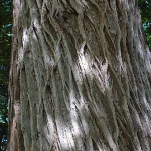 206 Mön