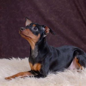 Bilder På Dogge Och Husbilen