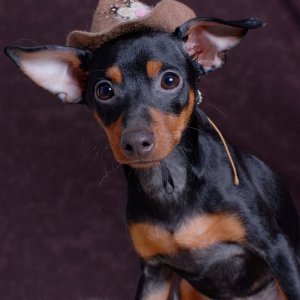 Bilder På Dogge Och Husbilen