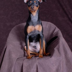 Bilder På Dogge Och Husbilen