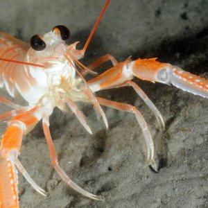 Uv-bilder Från Sverige