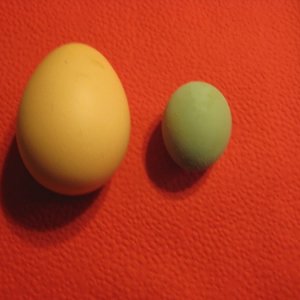 Img 1559
