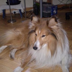 tiko
